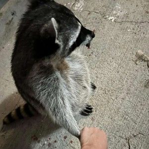 Meet your Posher, Adam